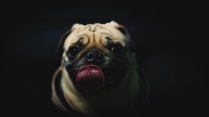 portrait photo of pug