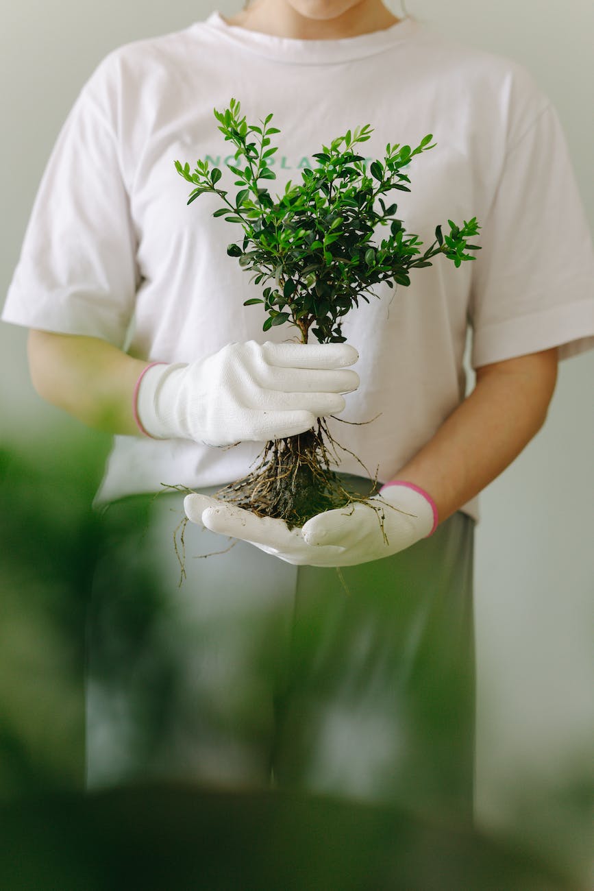 photo of a person in a white shirt holding a plant